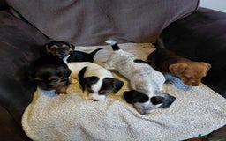 Mixed Breed dogs for sale: Dachshund x jack russle - Image 2