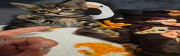 Mixed Breed cats for sale: Beautiful kittens - Advert 14