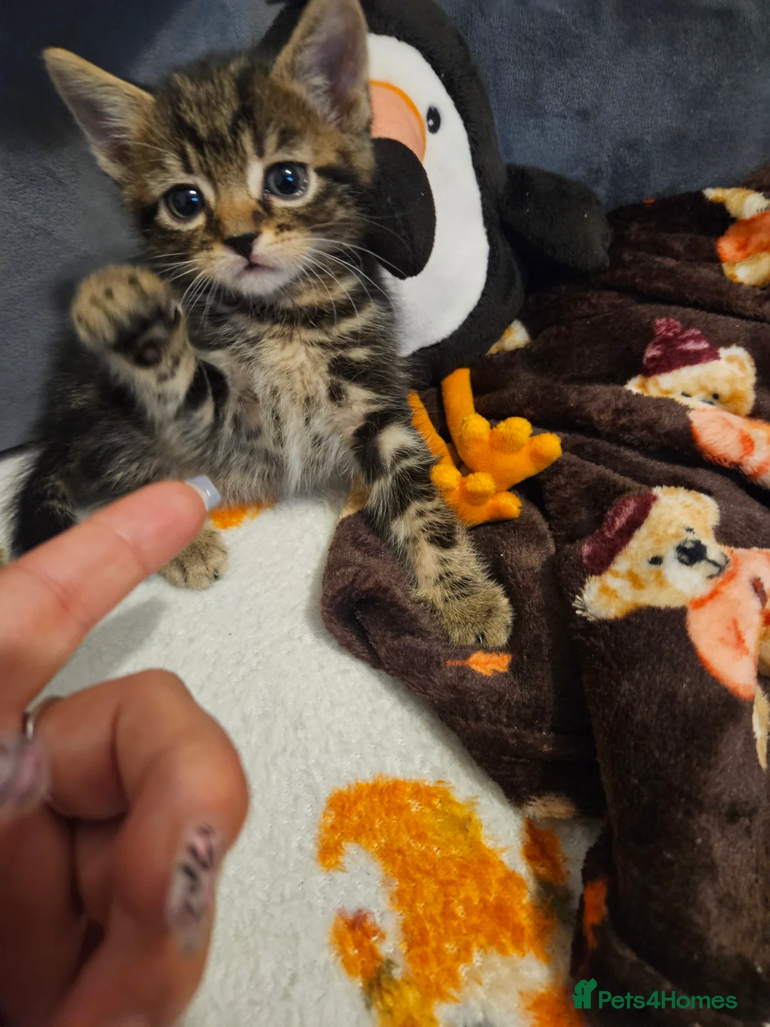 Mixed Breed cats for sale: Beautiful kittens - Advert 14