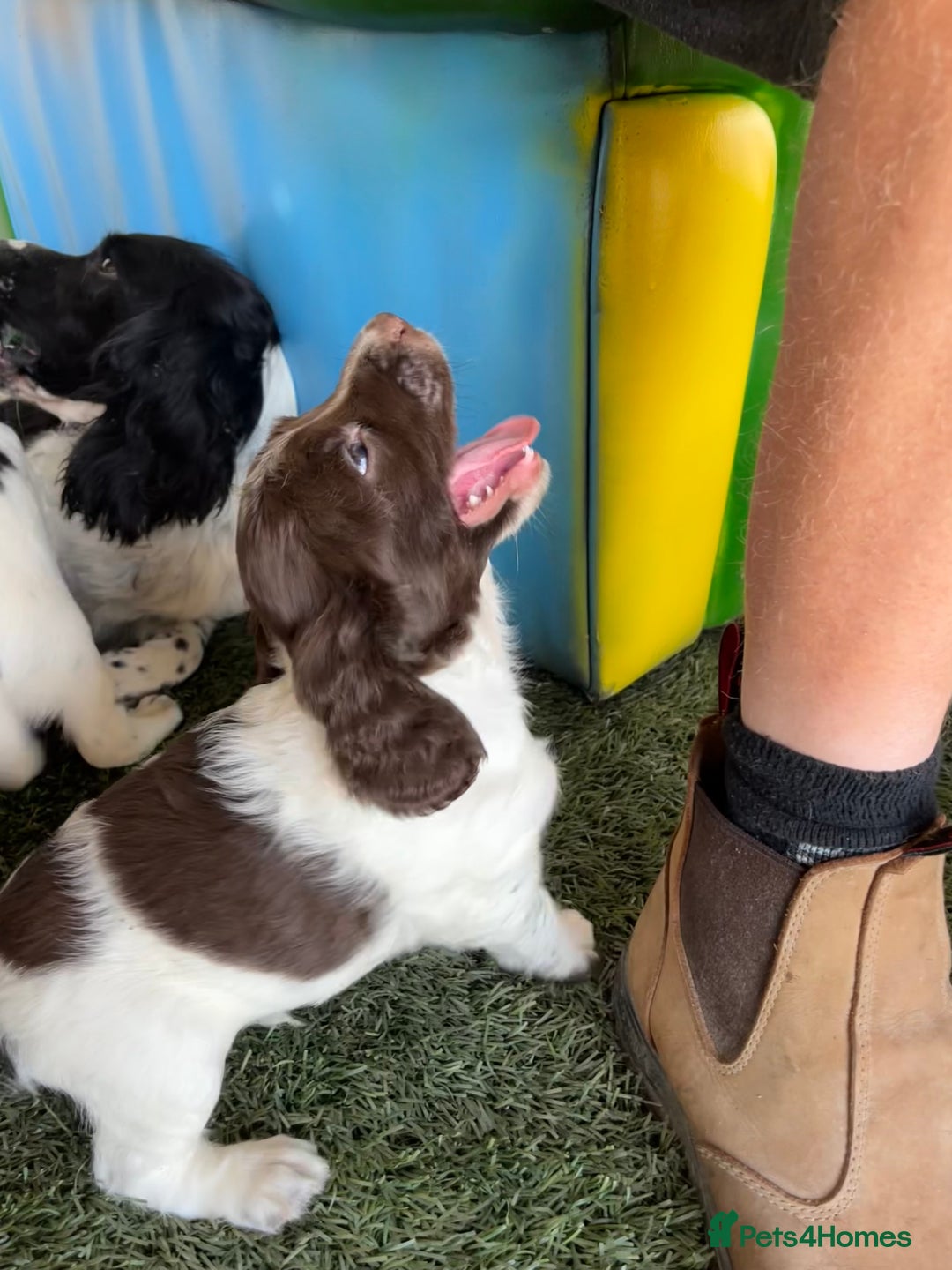 English Springer Spaniel dogs for sale: Health Tested & Part Trained - Image 7