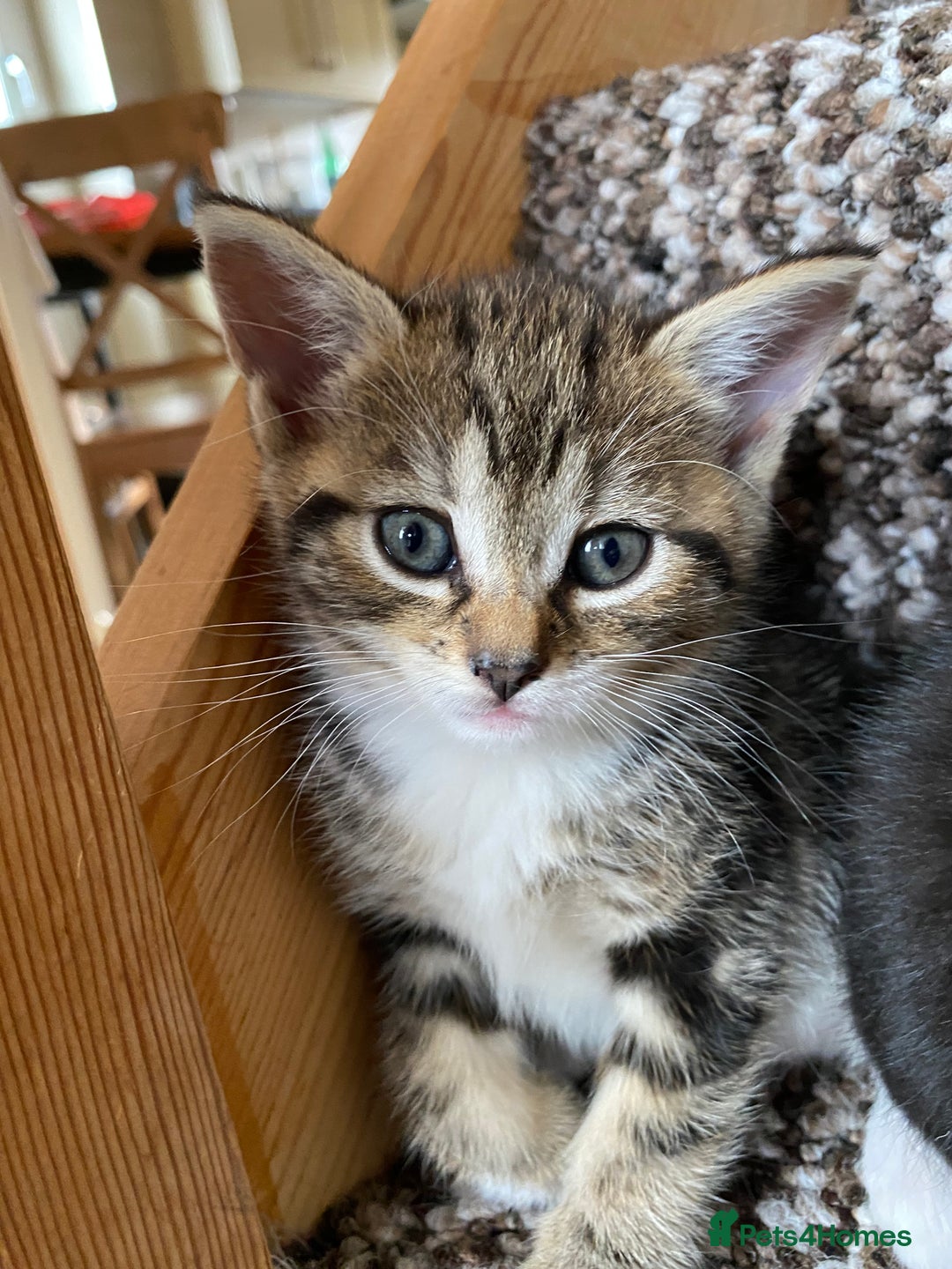 Mixed Breed cats for sale: Four gorgeous kittens  - Image 23