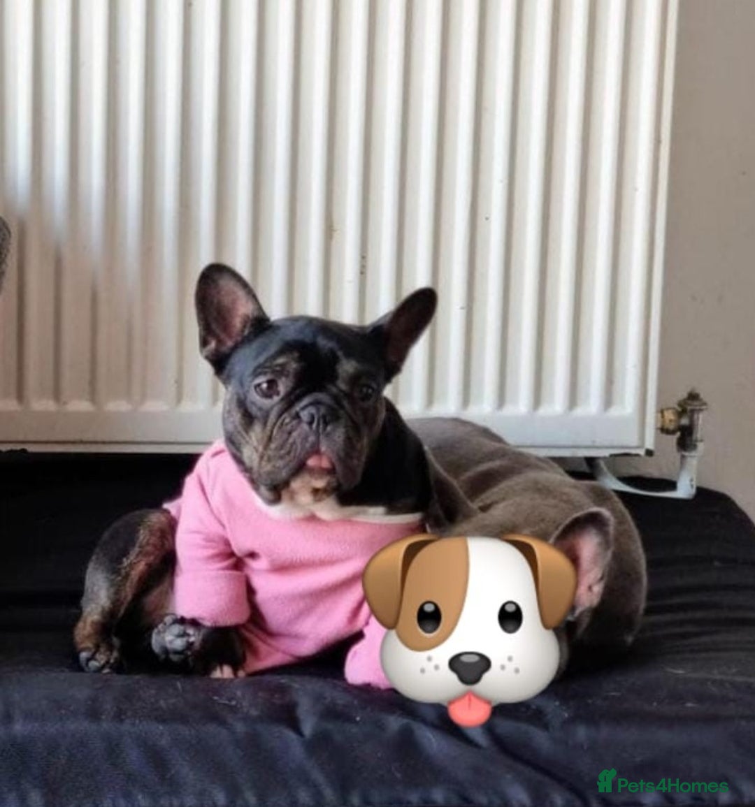 French Bulldog dogs for sale: Facing homelessness so Gwen is looking for a home  - Image 5