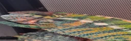Chameleon reptiles for sale: Chameleon & Fully Set-Up Terrarium  in Birmingham - Advert 6