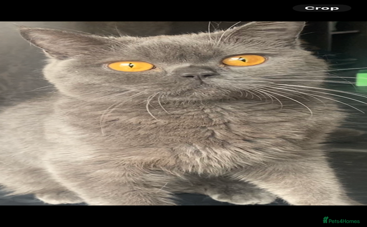 British Shorthair cats - Advert 14