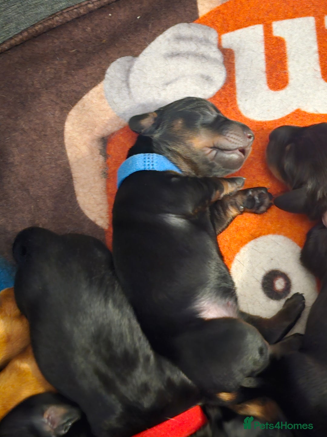Dachshund dogs for sale: Beautiful Dachshund Puppies - Image 19