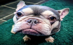 French Bulldog dogs for sale: Adult female lilac and tan french bulldog for sale - Image 2