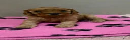 Cavapoo dogs for sale: Beautiful F1 Cavapoo’s - Advert 5