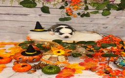 Pomsky dogs for sale: Lilac sired F2 masked Pomsky blue eyes  - Image 20