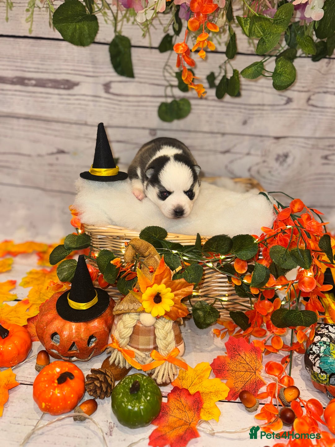 Pomsky dogs for sale: Lilac sired F2 masked Pomsky blue eyes  - Image 20