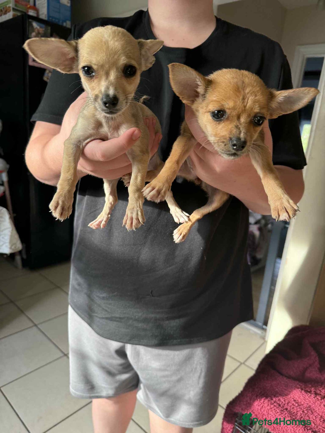 Chihuahua dogs for sale: Adorable chihuahua puppies ready now - Image 4