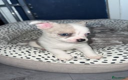 Chihuahua dogs for sale: ONE MALE LEFT READY FROM 3rd September - Image 5