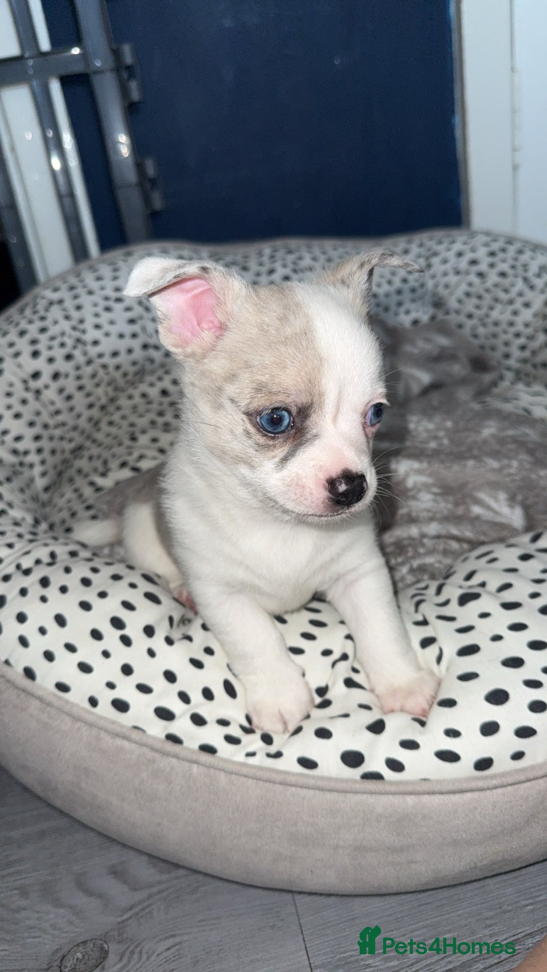 Chihuahua dogs for sale: ONE MALE LEFT READY FROM 3rd September - Image 5