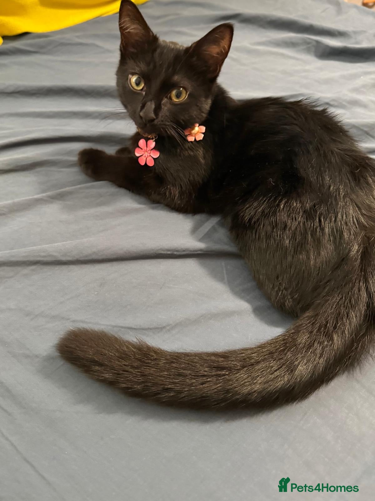 Mixed Breed cats Lucy looking forever home - Advert 10