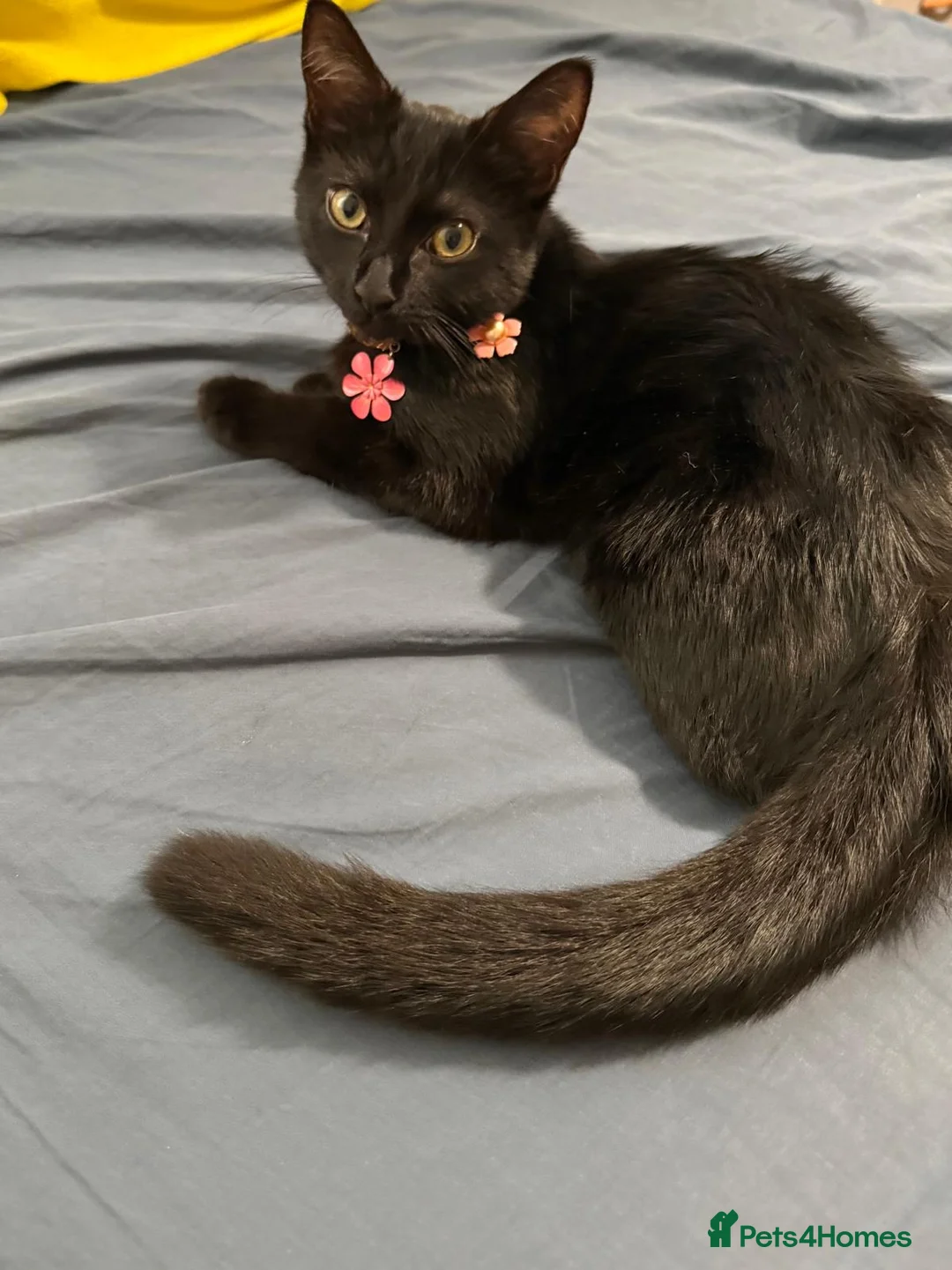 Mixed Breed cats for sale: Lucy looking forever home in Southampton - Advert 1