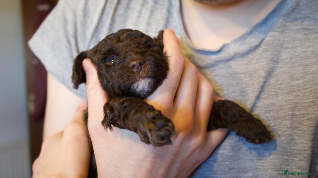 Miniature Poodle dogs for sale: Health tested, Brown, Mini x Toy Poodle puppies - Advert 6