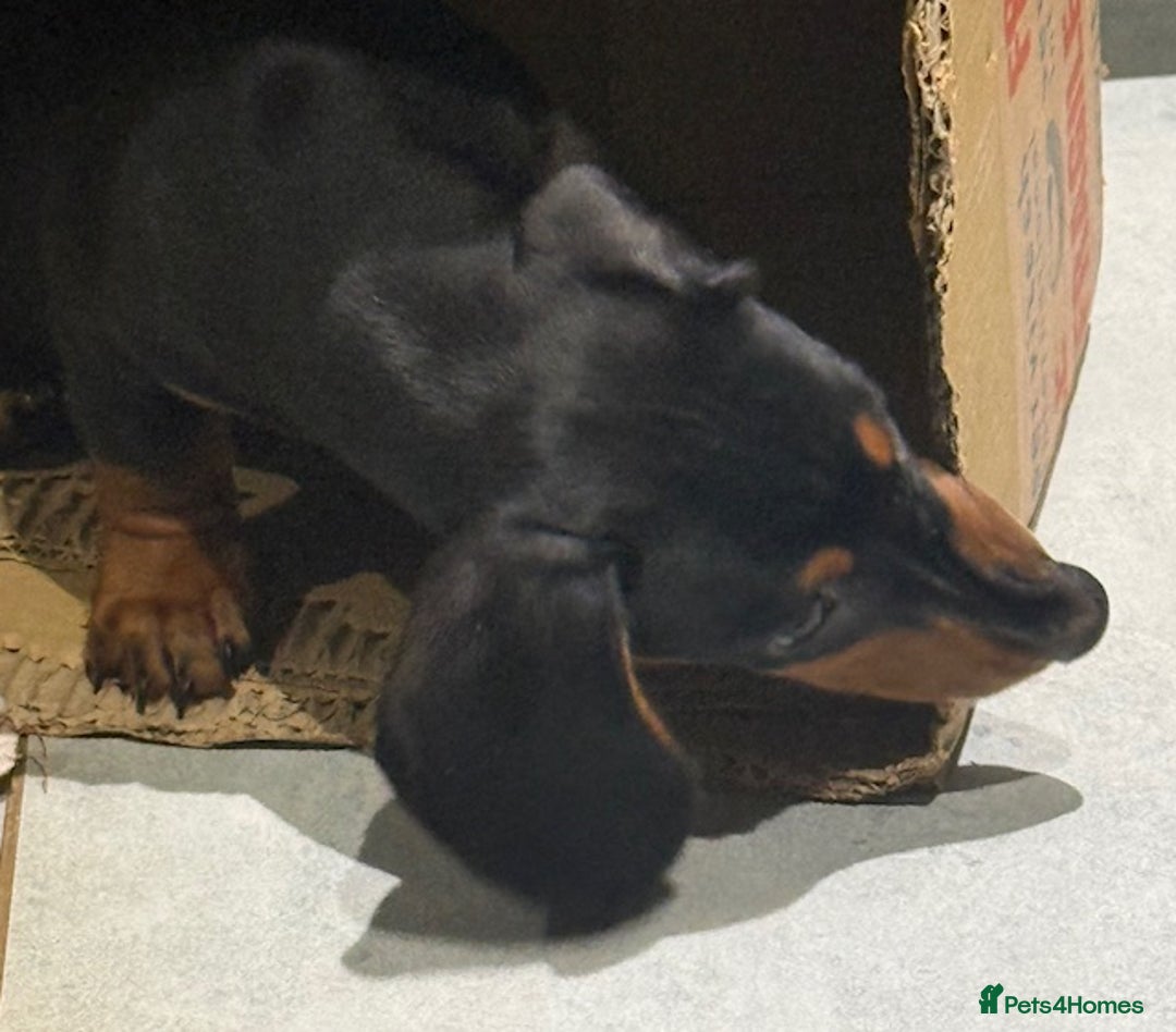Miniature Dachshund dogs for sale: Ruby and Marley pups - Advert 15
