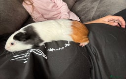 English rabbits for sale: Guniea pigs - Image 5