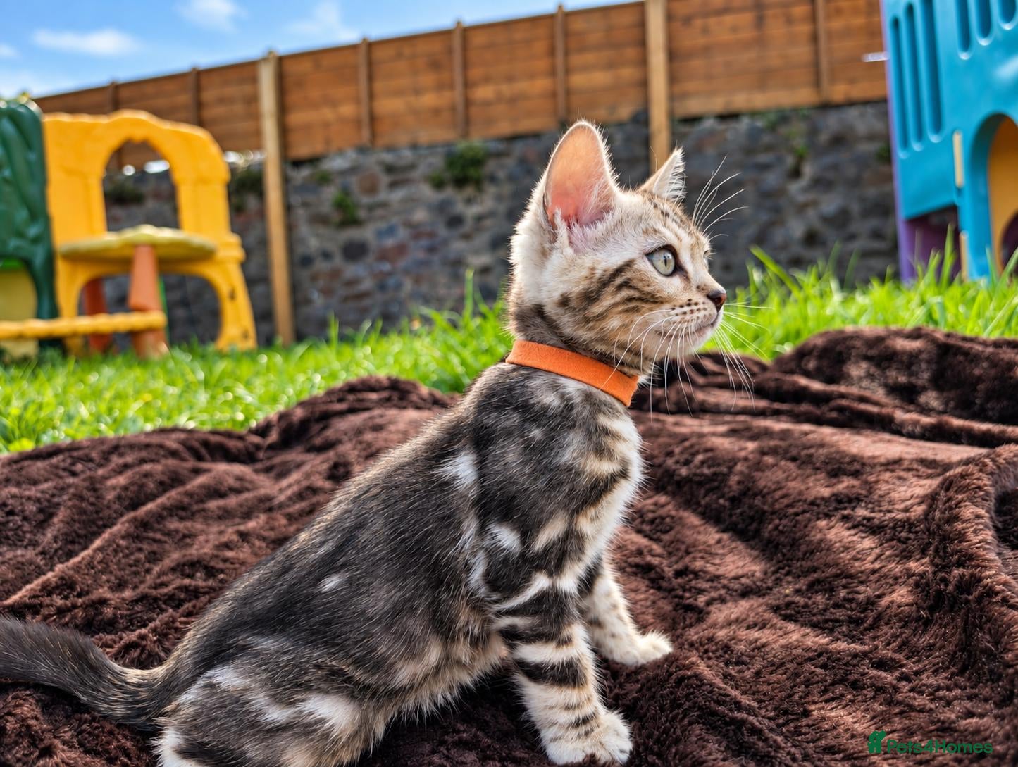 Bengal cats TICA Marble Bengal Kittens, Health Tested ❤️ - Advert 1