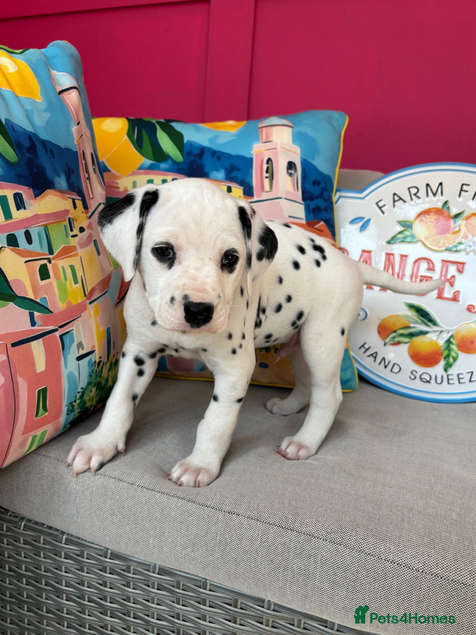 Dalmatian dogs Full Hearing . KC litter Boys - Advert 2