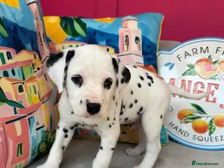 Dalmatian dogs for sale: KC litter. Boys. BAER TESTED. - Advert 1