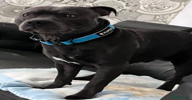 Staffordshire Bull Terrier dogs in Liverpool - Advert 12