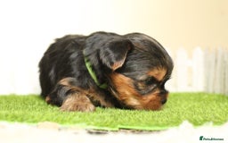 Yorkshire Terrier dogs for sale: Gorgeous Yorkshire puppies  - Image 11