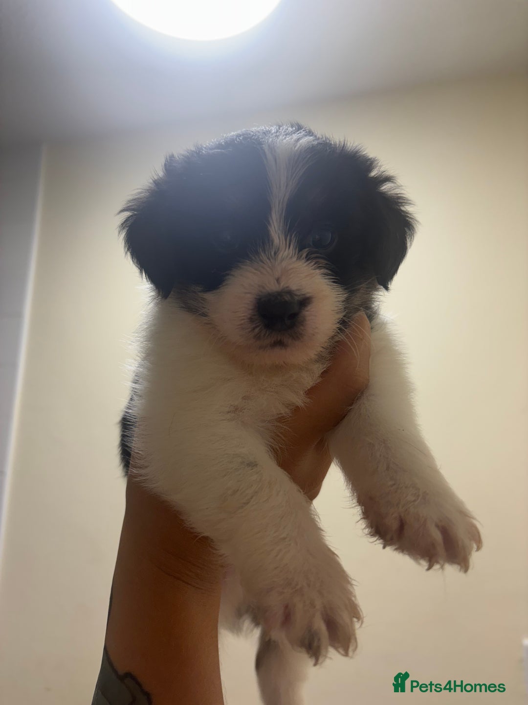 Jackapoo dogs for sale: F1 Jackapoo - Image 8