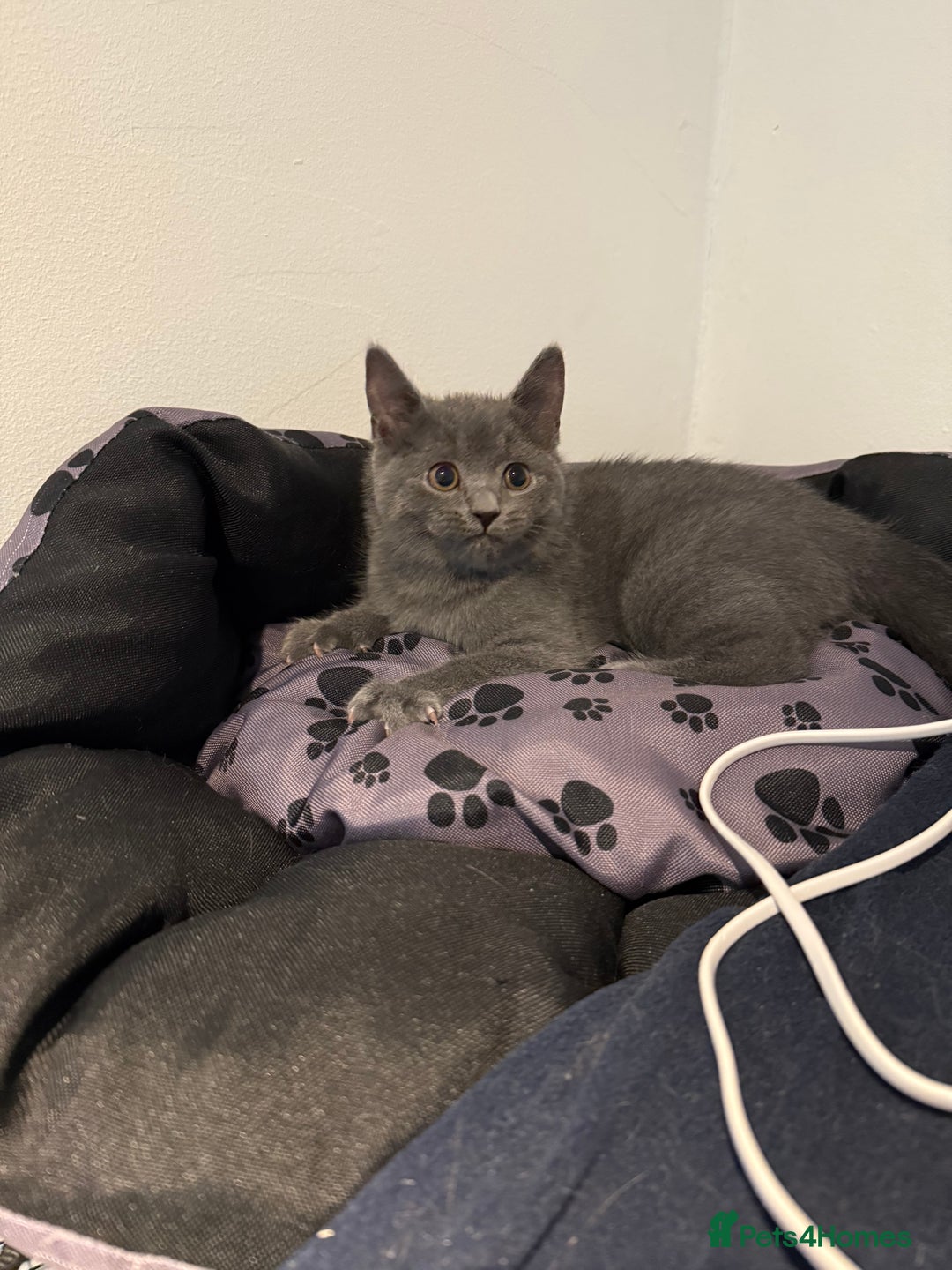 British Shorthair cats for sale: British shorthair kitten  - Image 1