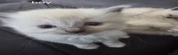 Ragdoll cats for sale: Ragdoll Kittens for sale - Advert 7
