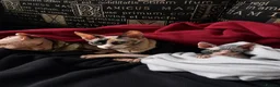 Sphynx cats for sale: Blue and White Sphynx Kitten in Bridgnorth - Advert 3