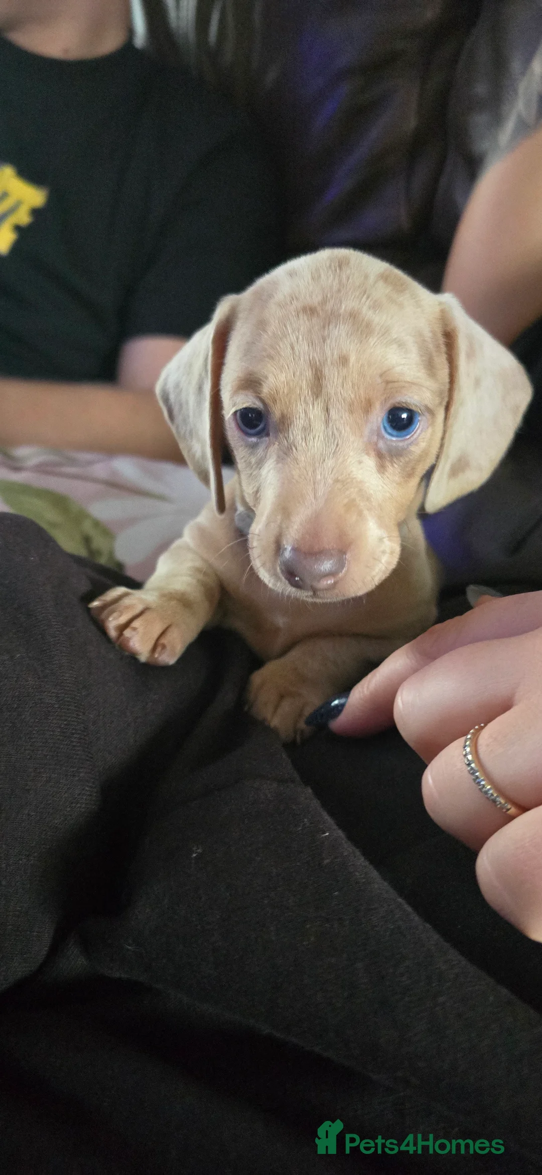 Miniature Dachshund dogs for sale: KC registered miniature Dachshund 🐶  - Advert 17