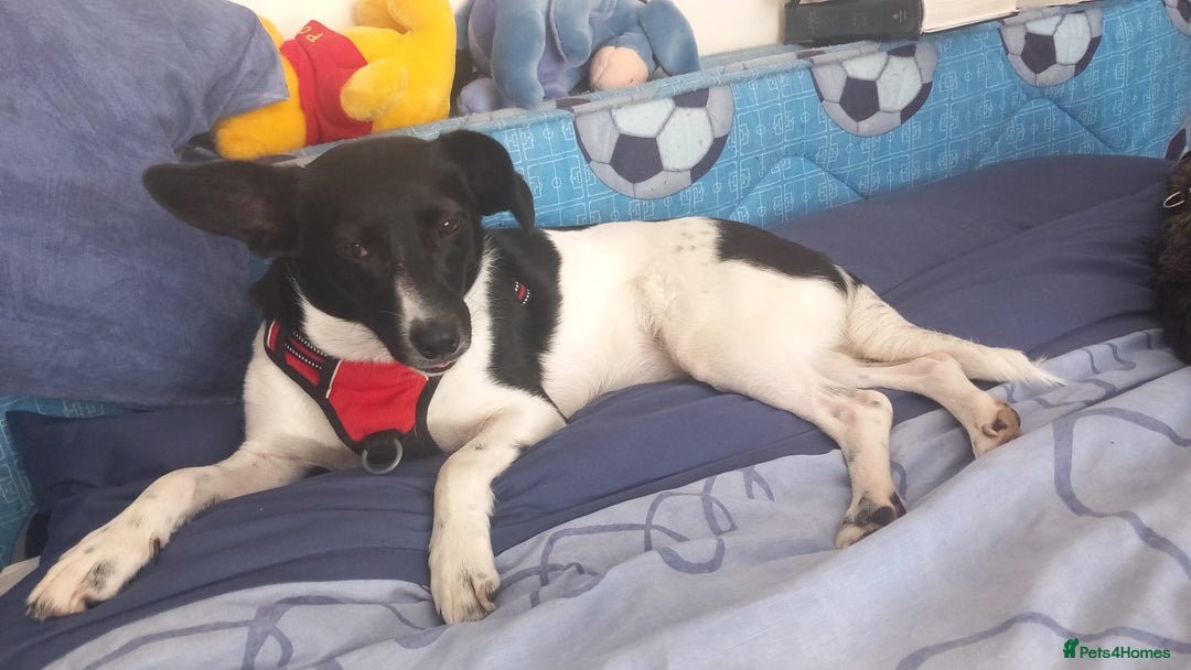 Mixed Breed dogs for adoption: ❤️JAVY- gentle angel,loving soul waiting so long❤️ - Image 17