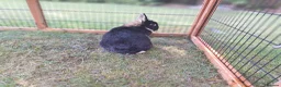 Netherland Dwarf rabbits for sale: Pure bred Netherland Dwarf Doe - Advert 6