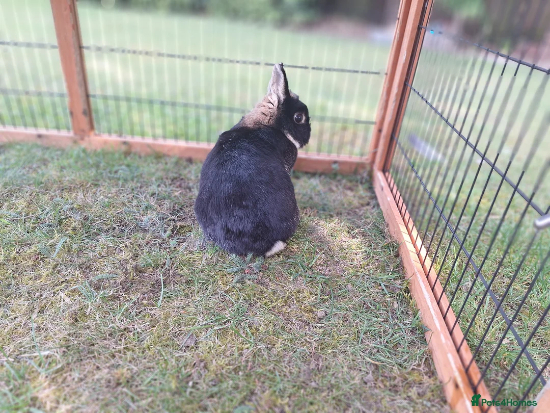 Netherland Dwarf rabbits for sale: Pure bred Netherland Dwarf Doe - Advert 6