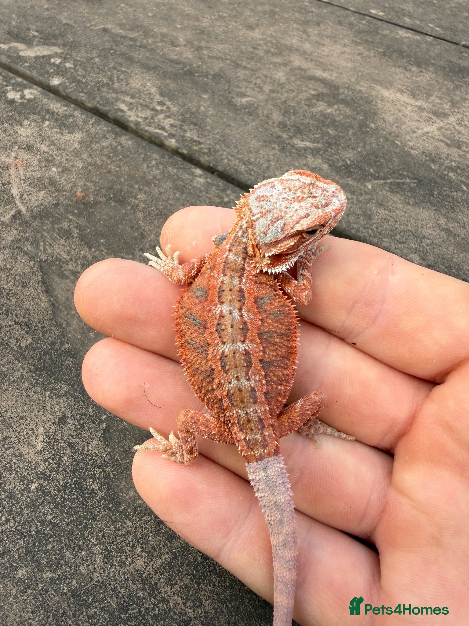 Bearded Dragon reptiles Bearded Dragons colour mixed 🌈 - Advert 5