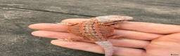 Bearded Dragon reptiles for sale: Bearded Dragons colour mixed 🌈 in Middlewich - Advert 1