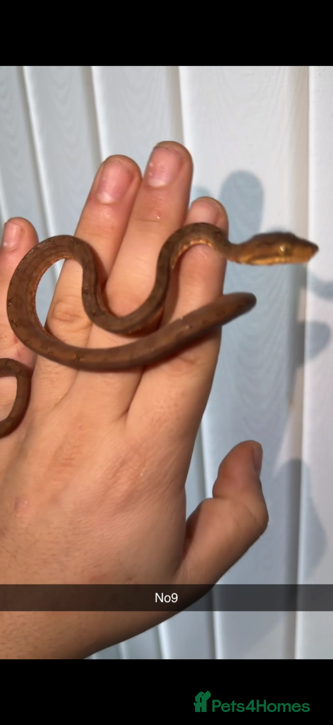 Boa Snake reptiles for sale: Amazon tree boa (Halloween) - Advert 3