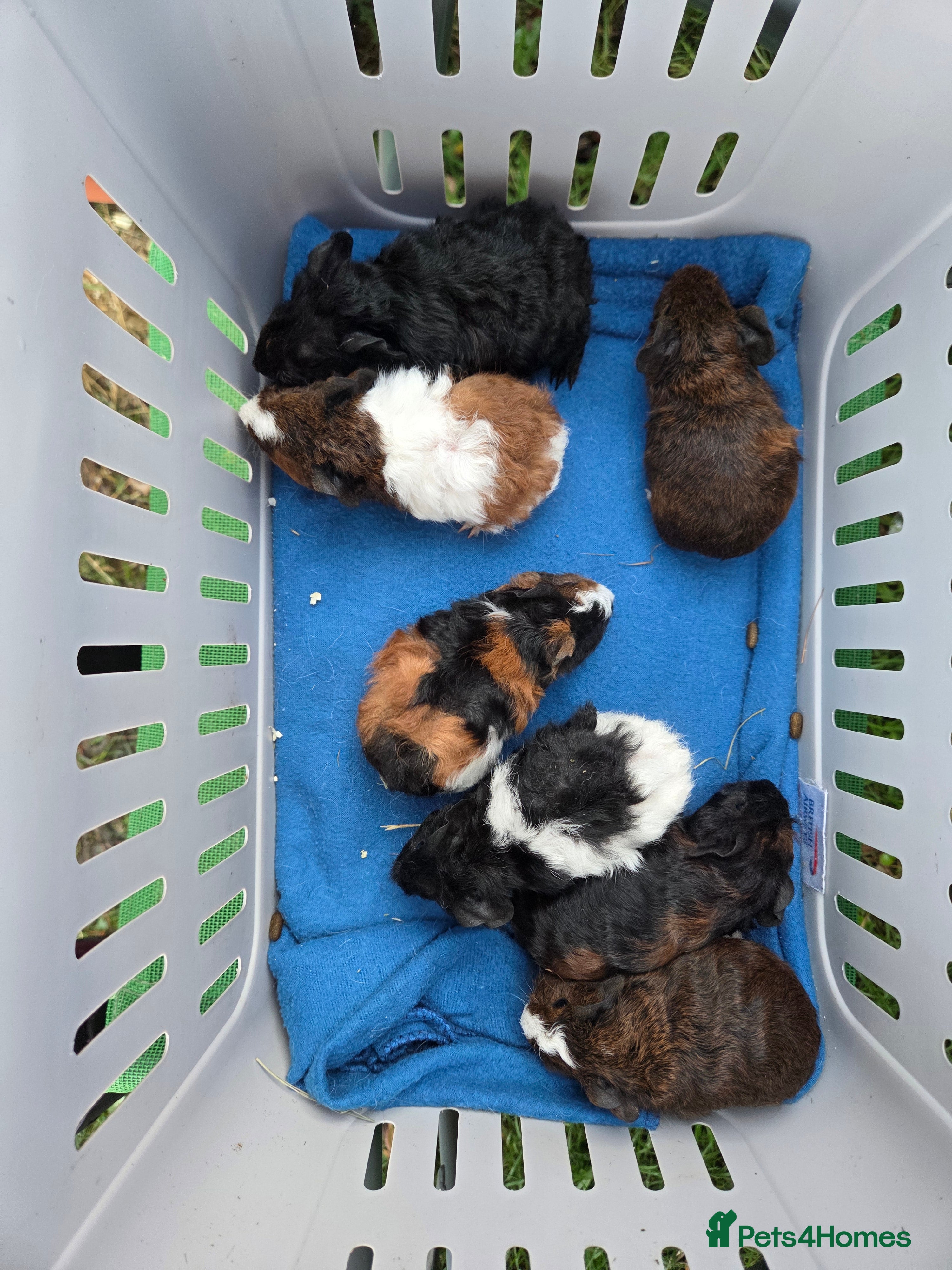 Guinea Pig rodents Gorgeous Baby Guinea Pigs - Advert 5