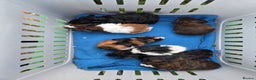 Guinea Pig rodents for sale: Gorgeous Baby Guinea Pigs - Advert 12
