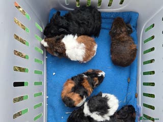 Guinea Pig rodents Gorgeous Baby Guinea Pigs - Advert 2
