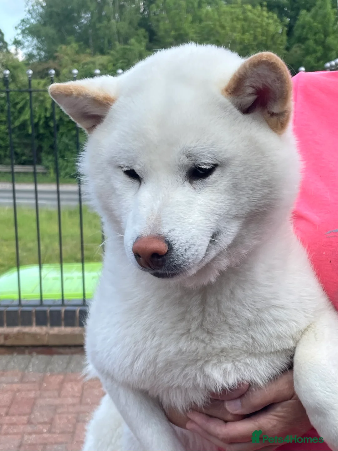 Japanese Shiba Inu dogs for stud: Health tested, KC Registered, Proven Stud - Advert 2