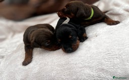 Dobermann dogs for sale: Stunning Dobermann puppies in Nottingham - Image 2