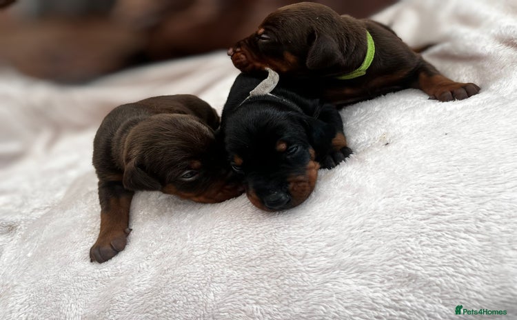 Dobermann dogs in Nottingham - Advert 3