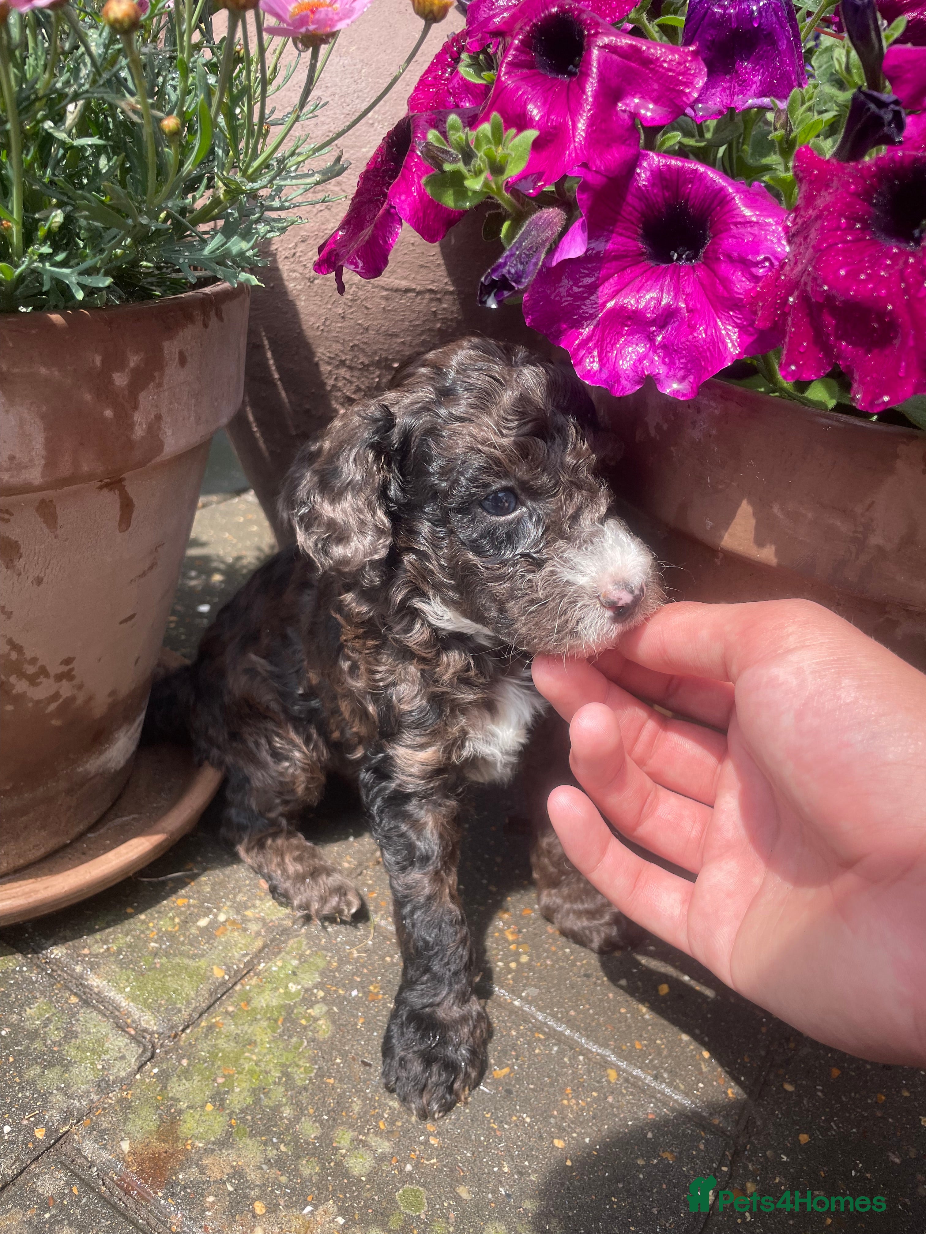 Cockapoo dogs Beautiful Litter of F1B Cockapoos🐶 - Advert 1