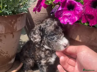 Cockapoo dogs Beautiful Litter of F1B Cockapoos🐶 - Advert 1