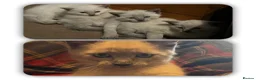 Oriental cats for sale: 7 RAGDOLL/SIAMESE KITTENS  - Advert 1