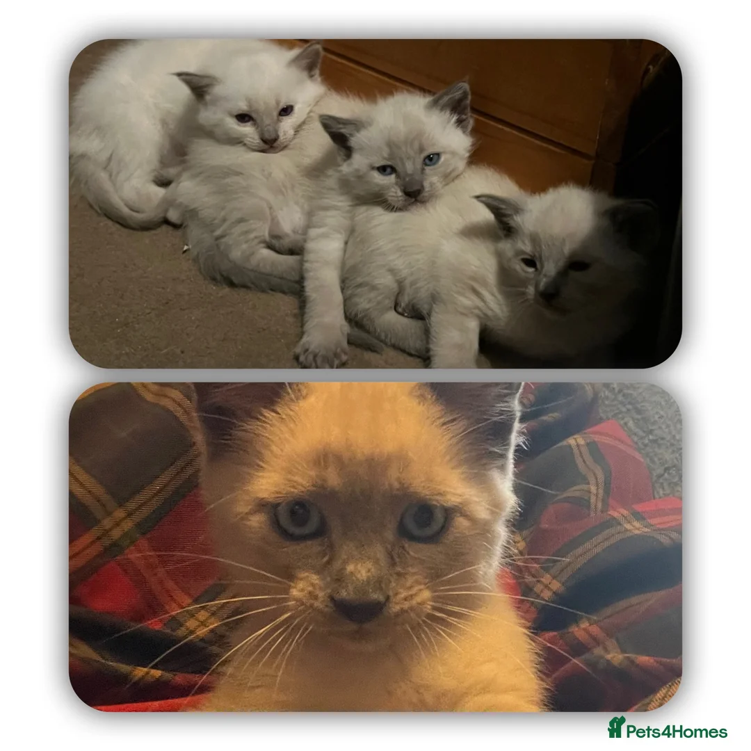Oriental cats for sale: 7 RAGDOLL/SIAMESE KITTENS  - Advert 1