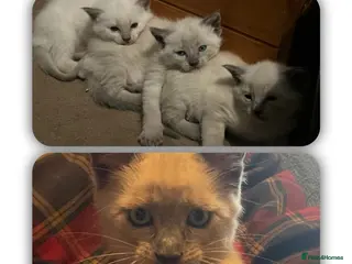Oriental cats 7 RAGDOLL/SIAMESE KITTENS - Advert 2