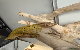 Gecko reptiles for sale: Variety of crested geckos for sale  - Image 4