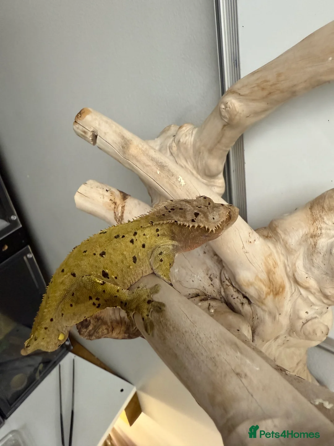 Gecko reptiles for sale: Variety of crested geckos for sale  - Advert 4